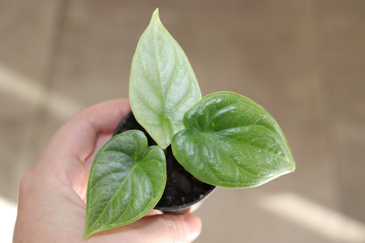 Alocasia 'Silver Dragon' 2"