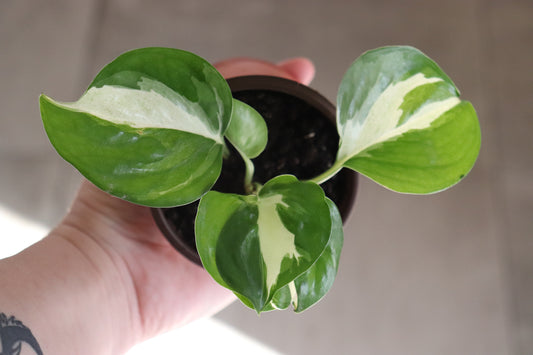 Manjula Pothos 4"